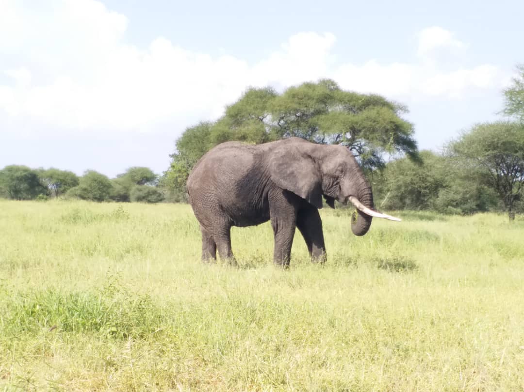 SITATUGA SAFARIS